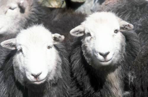 Farm Images